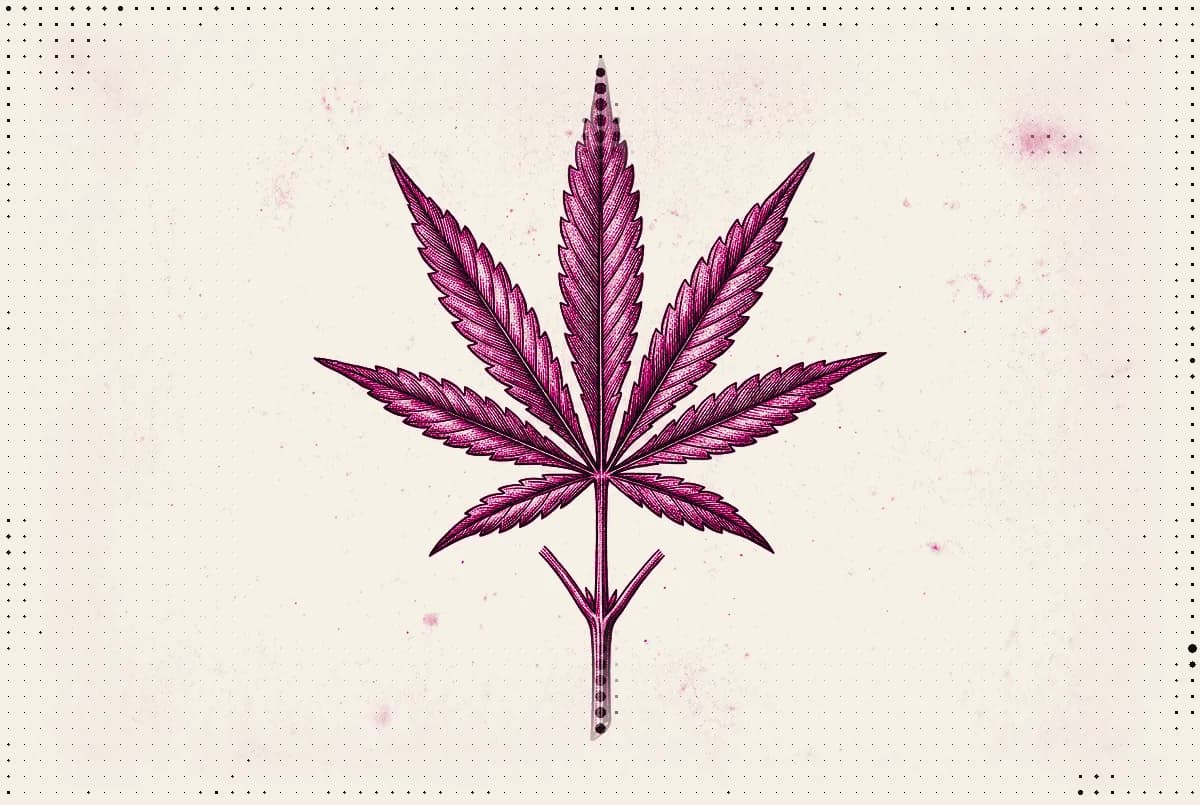 A hemp leaf drawn as a 19th century botanical specimen, pressed as a two-ink plate in process magenta